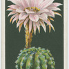 Hedgehog cactus.