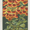 Herbaceous calceolaria.