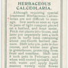 Herbaceous calceolaria.