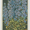 Chimney Campanula.