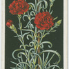 Perpetual-flowering carnation.