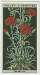 Perpetual-flowering carnation.