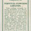 Perpetual-flowering carnation.