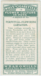 Perpetual-flowering carnation.