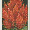 Celosia.