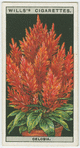 Celosia.