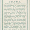 Celosia.