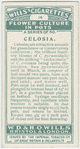 Celosia.