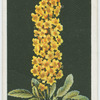 Celsia.