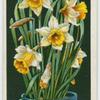 Daffodil.