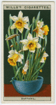 Daffodil.