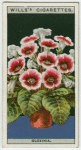 Gloxinia.