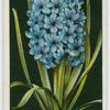 Hyacinth.