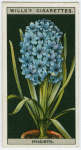 Hyacinth.