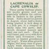 Lachenalia.