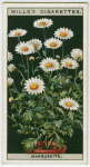 Marguerite.