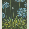 Agapanthus or African lily.
