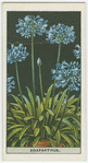 Agapanthus or African lily.