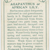 Agapanthus or African lily.
