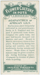 Agapanthus or African lily.