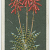 Variegated aloe.