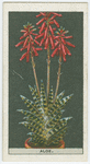 Variegated aloe.