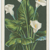 Arum lily or richardia.