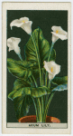 Arum lily or richardia.