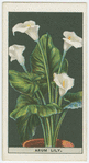 Arum lily or richardia.