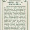 Arum lily or richardia.