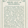 Arum lily or richardia.