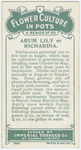 Arum lily or richardia.