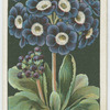 Alpine auricula.