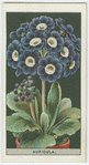 Alpine auricula.