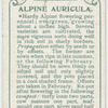 Alpine auricula.