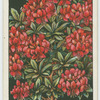 Indian azalea.