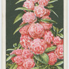Camellia-flowered balsam.