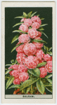 Camellia-flowered balsam.