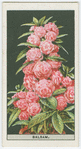 Camellia-flowered balsam.