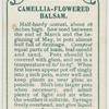 Camellia-flowered balsam.