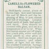 Camellia-flowered balsam.