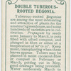 Double tuberous-rooted begonia.