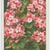 Winter-flowering begonia.