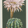 Hedgehog cactus.