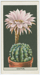 Hedgehog cactus.