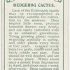 Hedgehog cactus.
