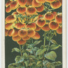 Herbaceous calceolaria.