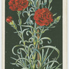 Perpetual-flowering carnation.