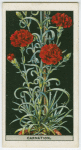 Perpetual-flowering carnation.