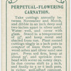 Perpetual-flowering carnation.